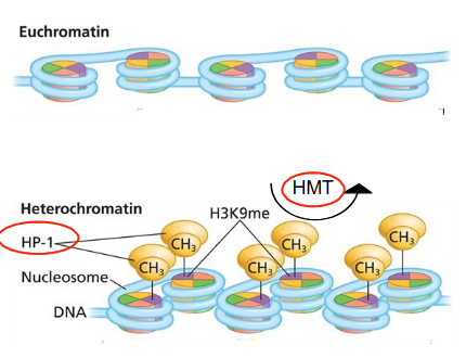<ul><li><p><strong>Histone methyltransferases (HMTs)</strong>: These are "writers" that catalyze the addition of methyl groups (CH3) to specific lysine residues in histone proteins. A key modification for heterochromatin is the methylation of lysine residue 9 of histone H3 (<span style="font-family: KaTeX_Main, "Times New Roman", serif; line-height: 1.2; font-size: 1.21em;">H3K9me- histone epigenetic modifications that marks constitutively heterochromatic regions</span>).</p></li></ul><ul><li><p><strong>Heterochromatin protein-1 (HP-1)</strong>: This protein specifically binds to <span style="font-family: KaTeX_Main, "Times New Roman", serif; line-height: 1.2; font-size: 1.21em;">H3K9me (reader)</span> and plays a critical role in the formation and maintenance of heterochromatin, leading to chromatin condensation and gene silencing.</p></li></ul><p></p>