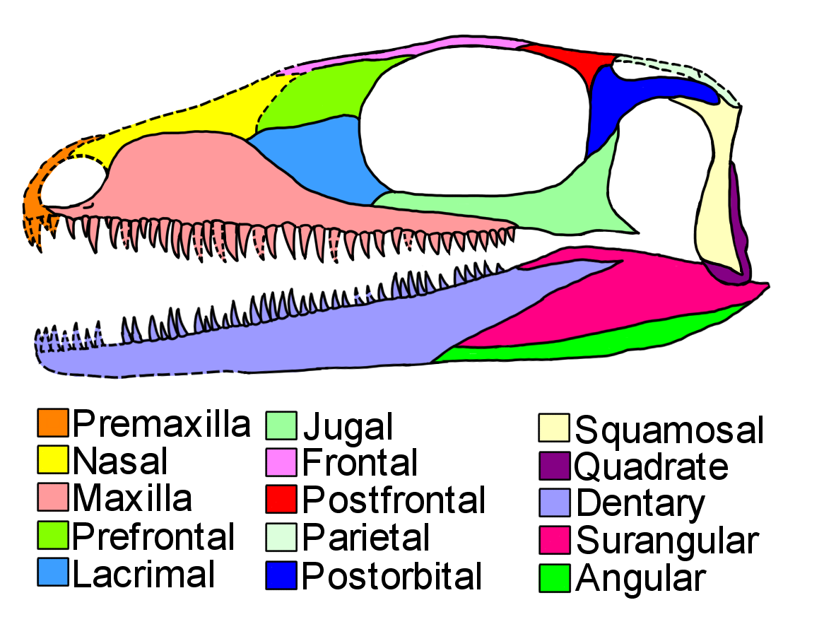 <p>Frontal</p>