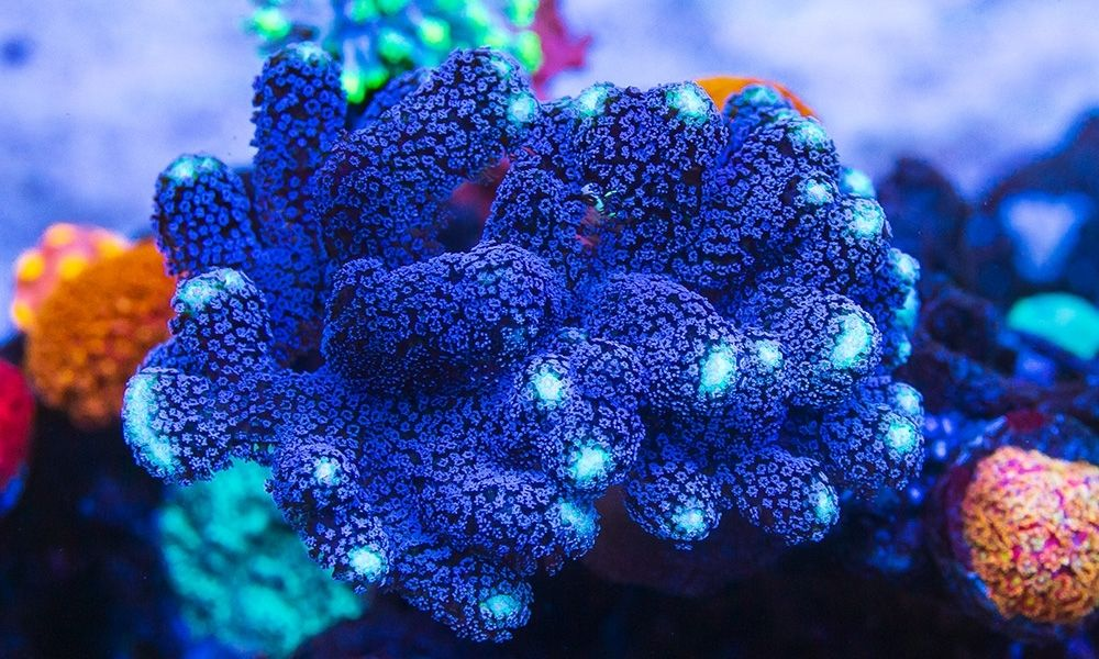 <p>class anthozoa (what is the picture of)</p>
