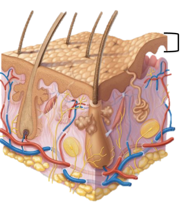 <p>Keratinized stratified squamous epithelium… avascular (lacking blood cells or poor blood supply)… regenerates every 35-35 days</p>