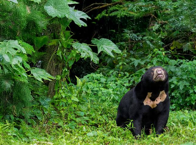 <p>smallest bear species, shiny black fur, pale brown muzzle, white U-shape on chest (rising sun), long tongue (honey bear)</p>
