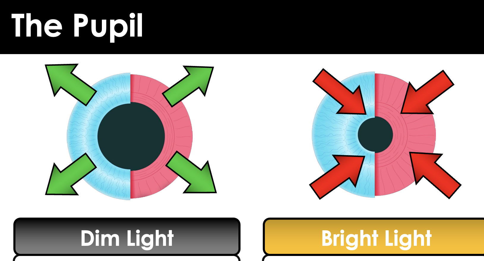 <p>Dim light</p><ul><li><p>Iris muscles contract</p></li><li><p>pupil dilates (open)</p></li><li><p>Lets in more light</p></li></ul><p>Bright light</p><ul><li><p>iris muscles relax</p></li><li><p>Pupil constricts (close)</p></li><li><p>Lets in less light</p></li></ul><p></p>