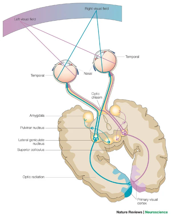<p>each optic nerve contains ____ of each visual field information</p>