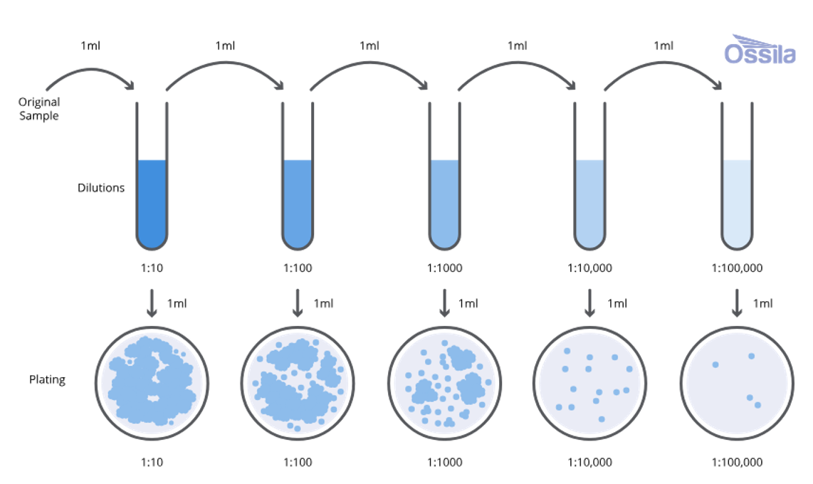 <ol><li><p>Grow a colony from a single microorganism</p></li><li><p>Perform a serial dilution with distilled water to see single colonies</p></li><li><p>Prepare a lawn plate &amp; count the colonies</p></li><li><p>Number of cells = number of colonies x dilution factor</p></li></ol><p></p>