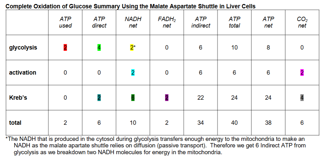 <p><strong>Take note of: </strong>Total ATP = 40; Net ATP = 38</p>