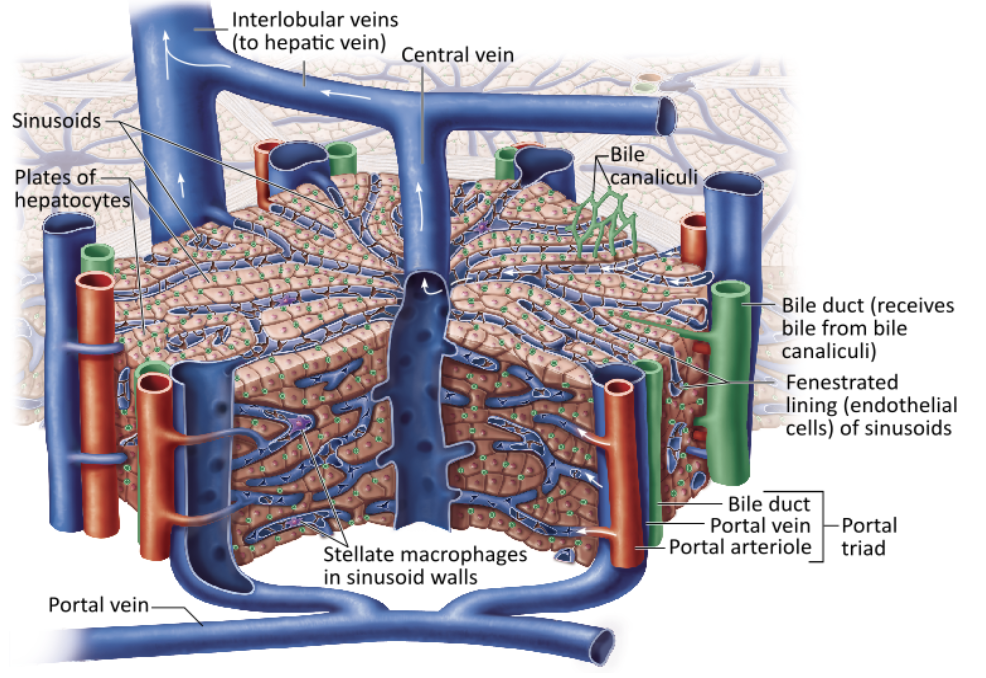 <p><span>Which of the following constitute a portal triad?</span></p><table style="min-width: 25px;"><colgroup><col style="min-width: 25px;"></colgroup><tbody><tr><td colspan="1" rowspan="1" style="margin: 0px; padding: 0.3em; position: relative;"><p>the hepatic artery and two hepatic veins &nbsp; &nbsp; &nbsp; &nbsp;</p></td></tr><tr><td colspan="1" rowspan="1" style="margin: 0px; padding: 0.3em; position: relative;"><p>three lobules sharing a common central vein &nbsp; &nbsp; &nbsp; &nbsp;</p></td></tr><tr><td colspan="1" rowspan="1" style="margin: 0px; padding: 0.3em; position: relative;"><p>a bile duct along with a portal venule and arteriole &nbsp; &nbsp; &nbsp; &nbsp;</p></td></tr><tr><td colspan="1" rowspan="1" style="margin: 0px; padding: 0.3em; position: relative;"><p>the porta hepatis &nbsp; &nbsp;</p></td></tr></tbody></table><p></p>