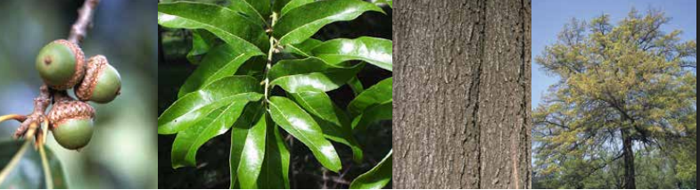 <p>Identify this tree: </p>