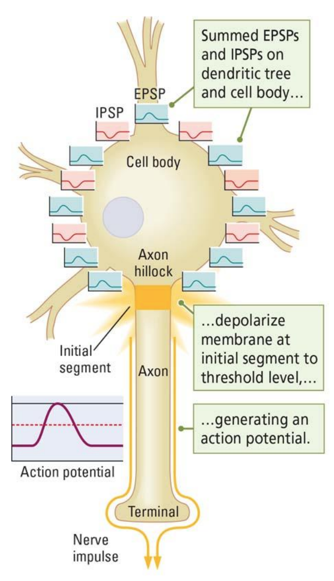<ul><li><p>Any one neuron generally receives many signals</p></li><li><p>All these signals are summated</p></li><li><p>If the sum exceeds a given threshold (excitatory >>> inhibitory), the neuron will fire</p></li><li><p><span style="color: red;"><em>Inhibitory signaling decreases the likelihood of firing</em></span></p></li></ul><div data-type="horizontalRule"><hr></div><ul><li><p>excitatory + inhibitory signals incoming simultaneously </p></li><li><p>what is relative amount of each?</p></li><li><p>good amount of GABA keeps it from firing, but lots of ex would also may cause it to fire</p></li></ul><p></p>