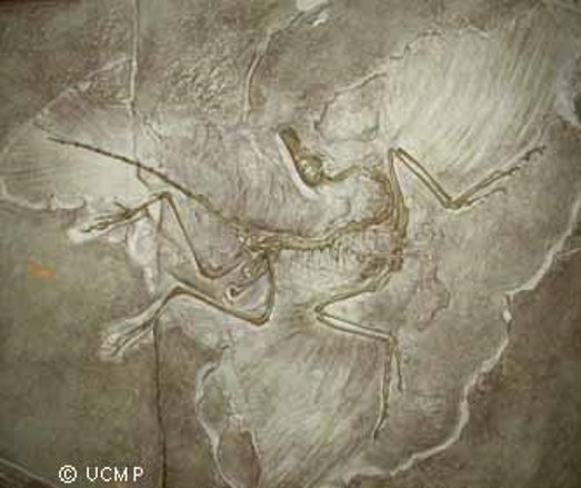 <ul><li><p><span>clear evidence of bird-reptile relationship</span></p><ul><li><p><span><em>e.g., </em>the transitional fossil<em> Archaeopteryx lithographica</em></span></p></li></ul></li></ul><p></p>
