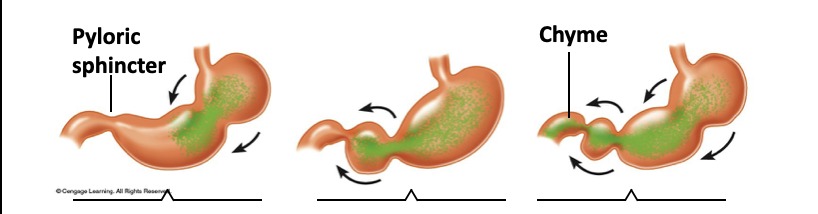 <p>What is occuring in Peristalsis?</p>