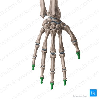 <p>What hand bones are these?</p>