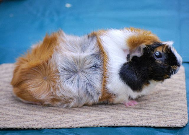 <p>Which guinea pig has the rosettes?</p>