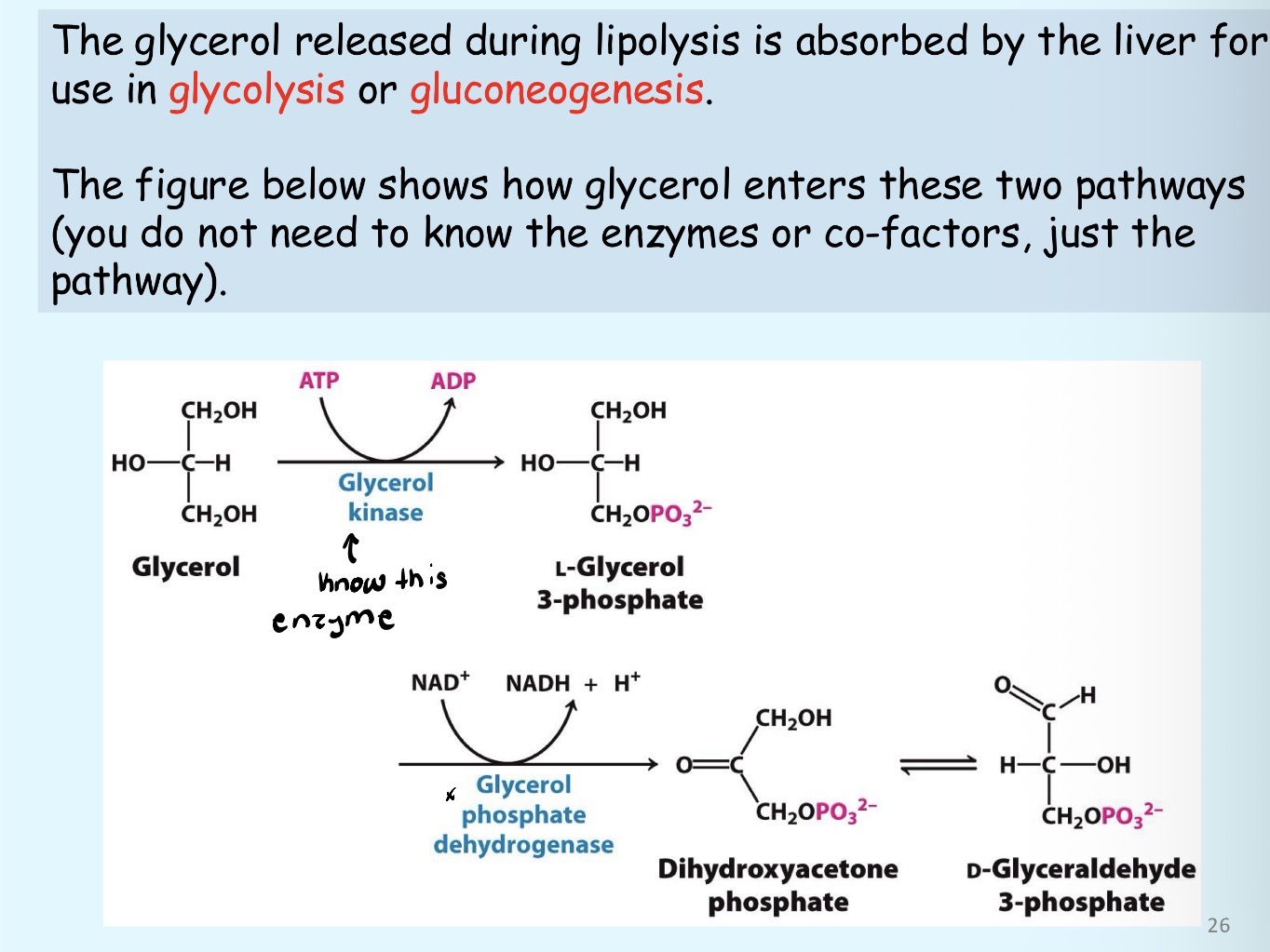 <p>glycolysis; gluconeogenesis</p>