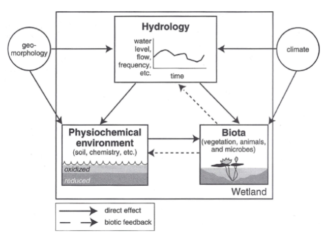 <p><span><strong><u>Salt Marsh Ecosystems</u></strong></span></p><ul><li><p><span style="font-family: "Comic Sans MS";">Salt marsh ecosystems are very productive</span></p></li><li><p><span style="font-family: "Comic Sans MS";">Ecological functions</span></p></li></ul><p></p>