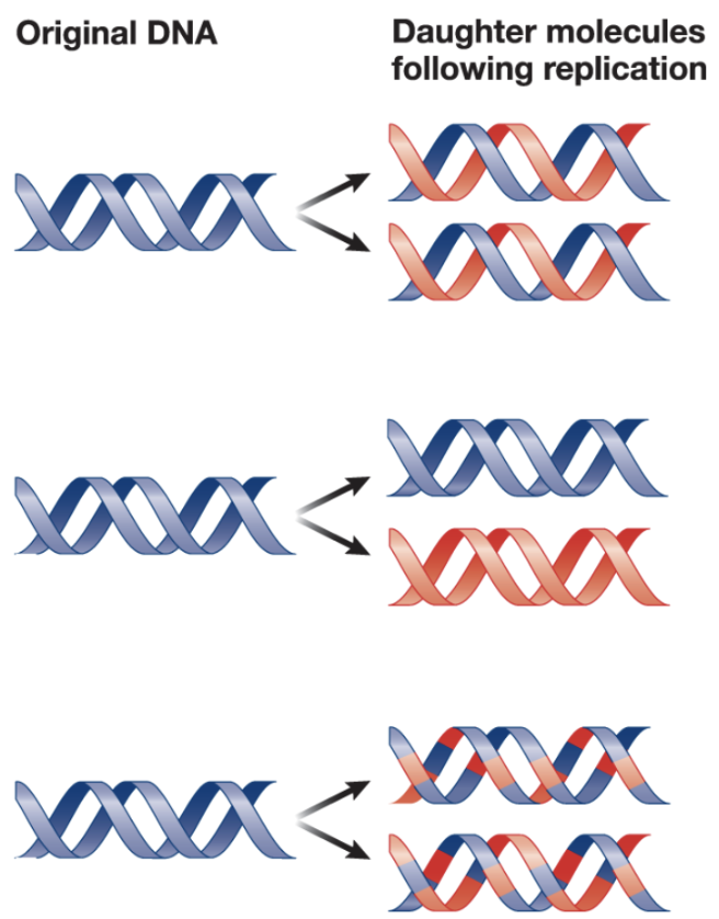 <p>Semiconservative (each parental strand is a template for a new strand), conservative (both strands act as a single template and produce one double-stranded daughter molecule), and dispersive (parent molecule is dispersed among two daughter molecules)</p>
