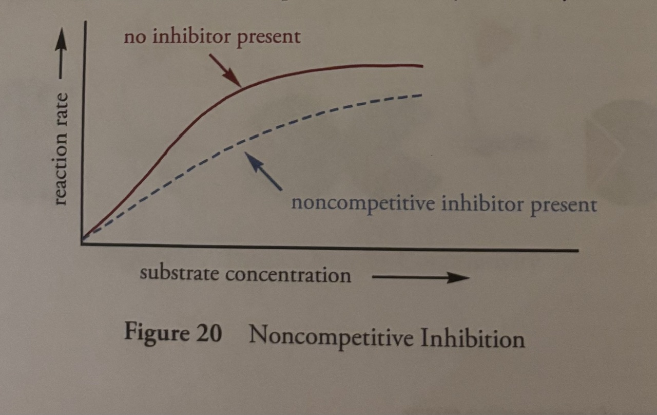 <p><u>Non-competitive inhibition</u></p><p>-bind at the allosteric site, not at the active site. “non-competitive”. This means that <strong>no matter how much substrate you add, </strong>the <strong>inhibitor will not be displaced</strong> <strong>from its site of action</strong>.</p><p>-<strong>Km is not affected </strong>because the inhibitor binds to an allosteric site on both the free enzyme and the enzyme-substrate complex with <span style="color: rgb(156, 42, 42);"><strong>equal affinity</strong></span>. Because the enzyme's affinity for the substrate does not change, Km remains unchanged.</p><p>-Vmax is diminished because fewer functional enzymes can turn substrate into product</p>