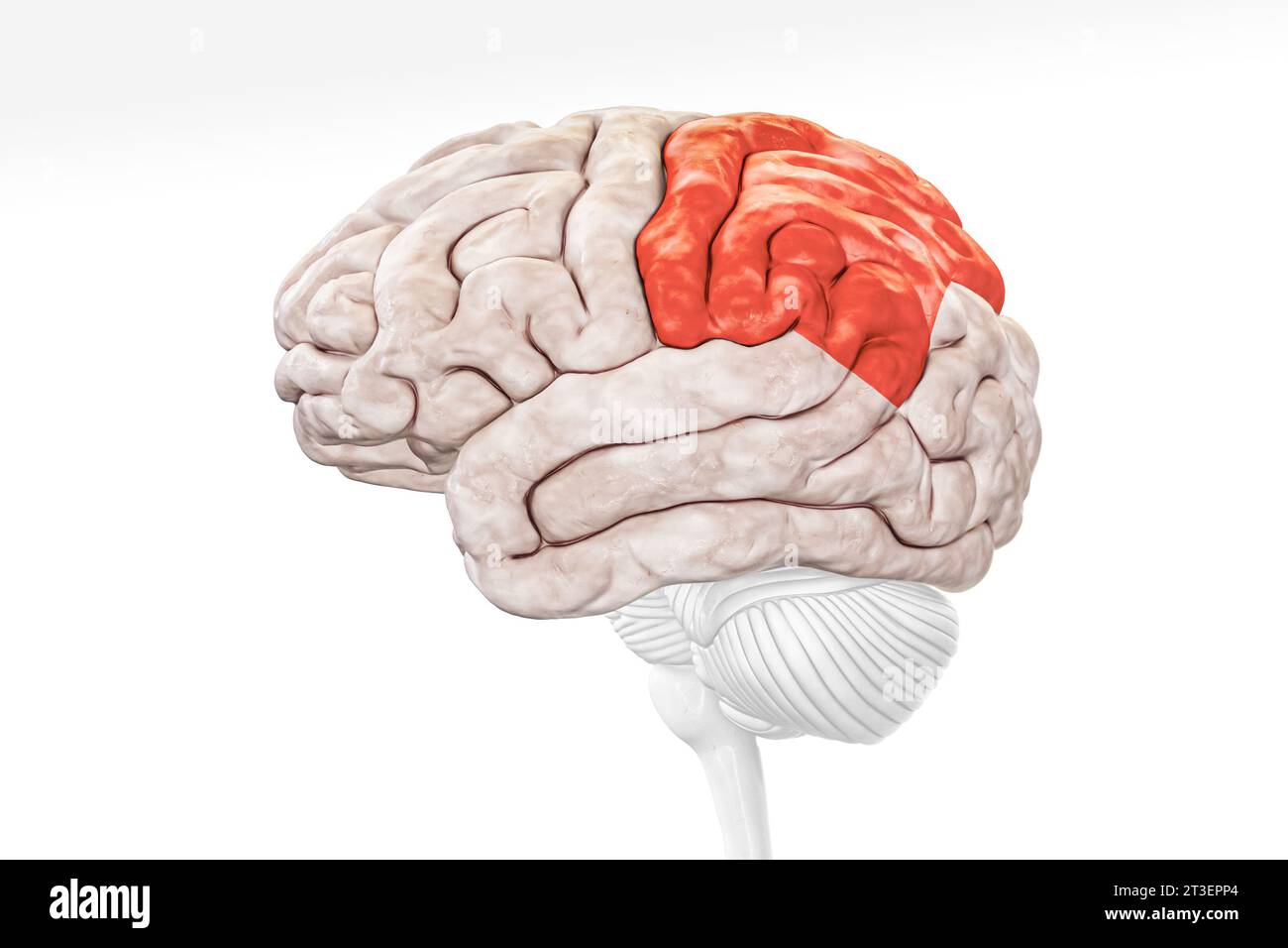 <p>Parietal Lobe</p>