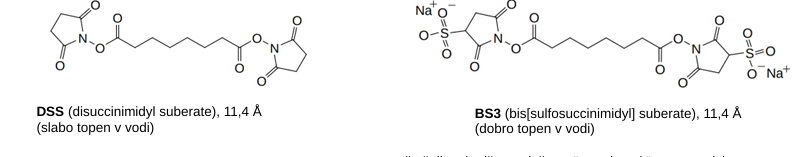 <ul><li><p>dobimo podatke o oddaljenosti ostankov v kompleksu</p></li><li><p>s prečnim povezovalcem povežemo random ostanke → proteoliza → dobimo različne delčke polipeptidne verige - eni so povezani skupi → masna spektroskopija</p></li><li><p>prečni povezovalci: NHS estri ponavadi (DSS in BS3)</p></li><li><p>uporabnost: modeliranje kompleksov, konformacij, ki jih zavzame protein</p></li></ul><p></p>