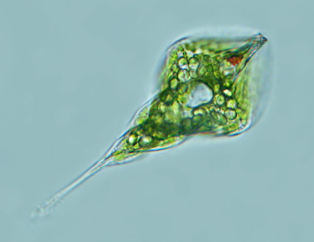 term image