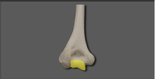 <p>a smooth rounded projection that articulates with another bone. condyles have small round projections just above them called epicondyles</p>