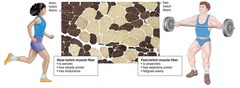 <p>sustained, low intensity activities</p>