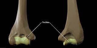 <p>A grooved, pulley-like structure in the body that guides muscles or helps bones articulate in a hinge-like manner.</p>