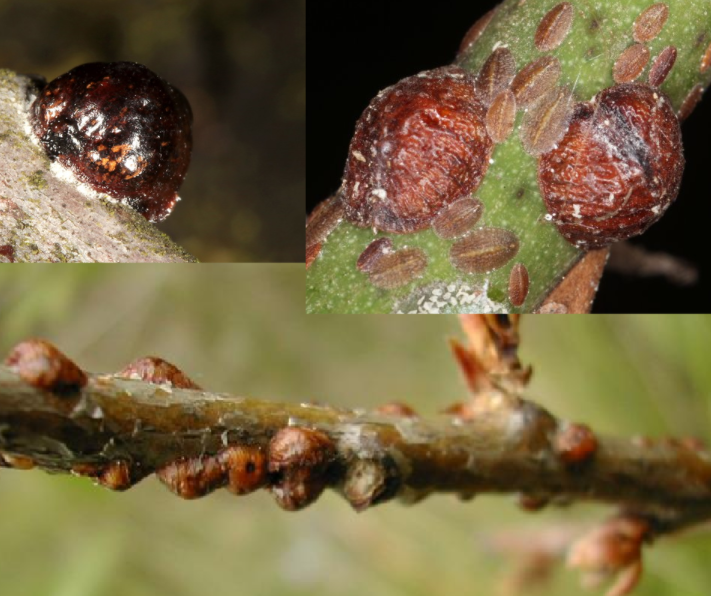 <p>(vyklenutý tenisáček samice 3-4 mm, švestka)</p>