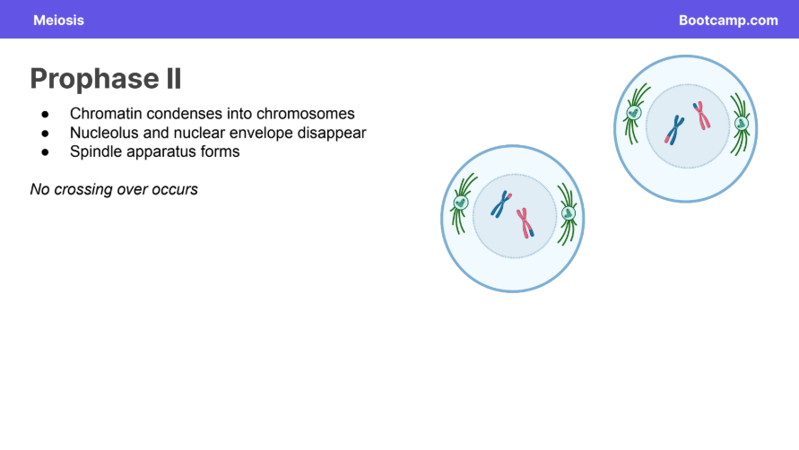 <p>● Chromatin condenses into chromosomes</p><p>● Nucleolus and nuclear envelope disappear</p><p>● Spindle apparatus forms</p><p><em>No crossing over occurs</em></p>