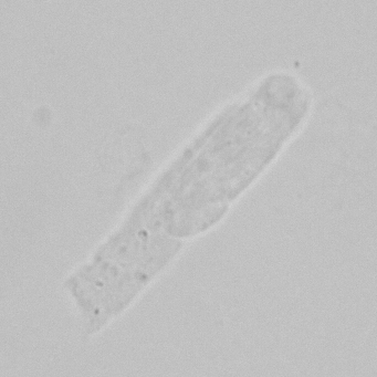 <p>- colorless, transparent, and low refractive index.</p>