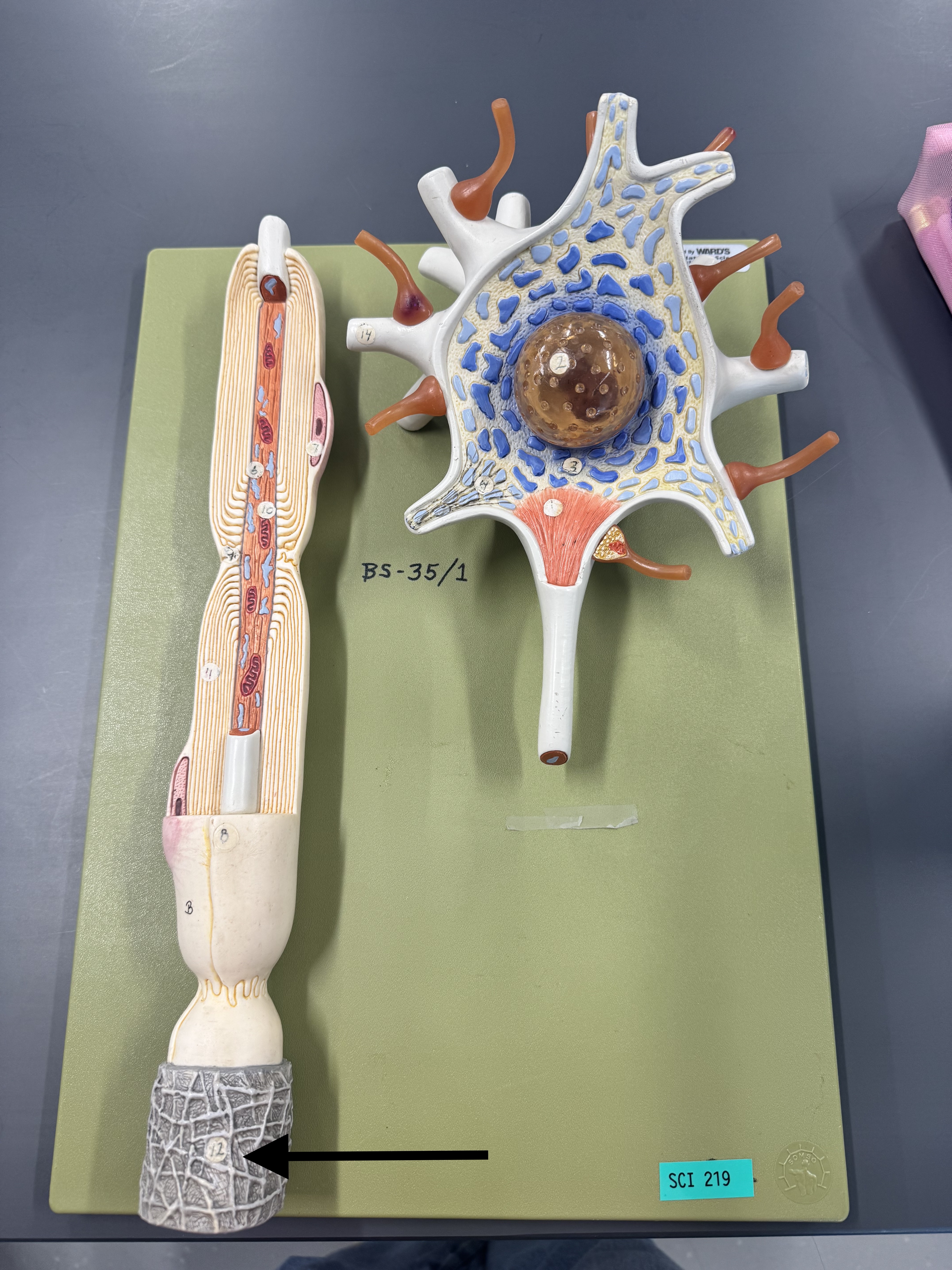 knowt flashcard image