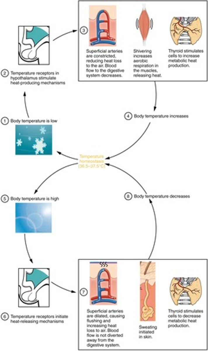 <p>The process of maintaining body temperature within a specific range.</p>