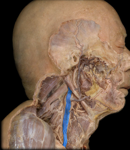 <p>deep, running most of its length close to the internal and common carotid arteries, draining to the subclavian vein</p>
