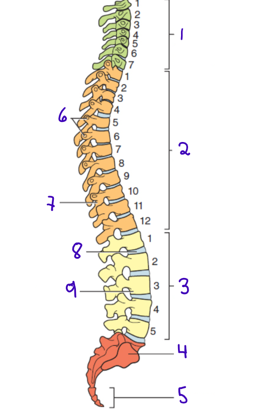 <p>5</p>