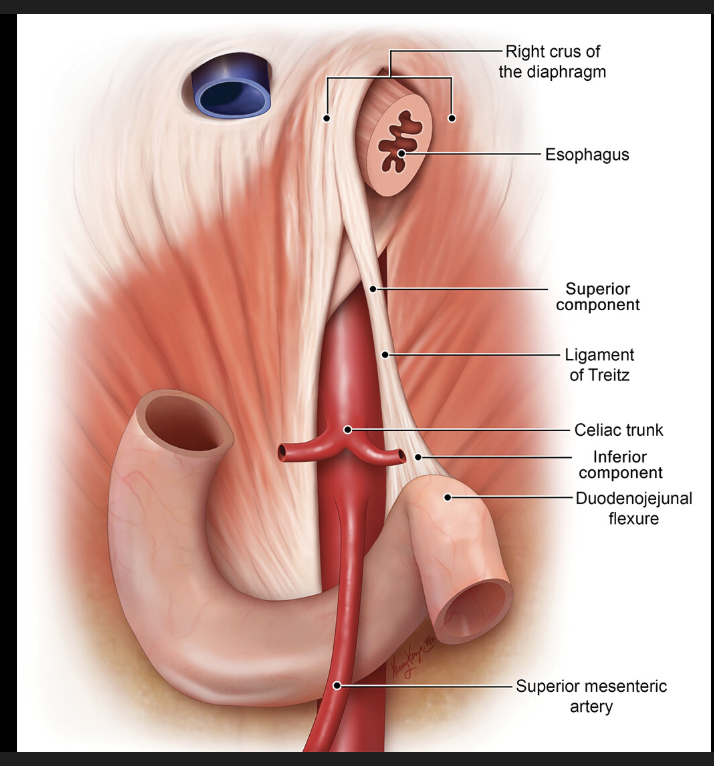 <ul><li><p>Superior Retention Band — Ligament of Treitz</p></li><li><p>Inferior Retention Band — Phrenico-colic lig</p></li></ul><p>They are each thickenings of the peritoneum.</p>