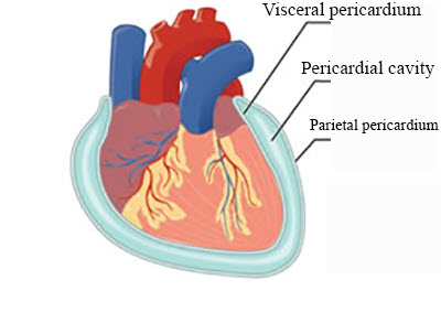 <p>A serous fluid-filled space between visceral and parietal pericardium</p>