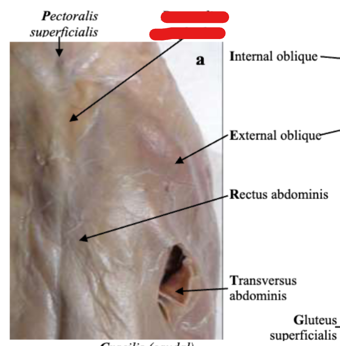 <p>Chest</p>