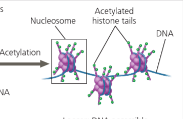 <p>histone acetylation</p>