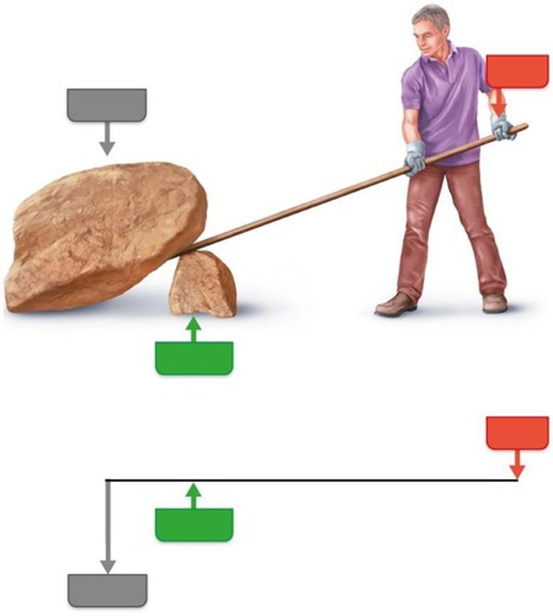 <p>Lever (bone), fulcrum (joint), effort (force supplied by muscle), and load (resistance).</p>