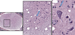 <p>Identify the glial cell.</p>