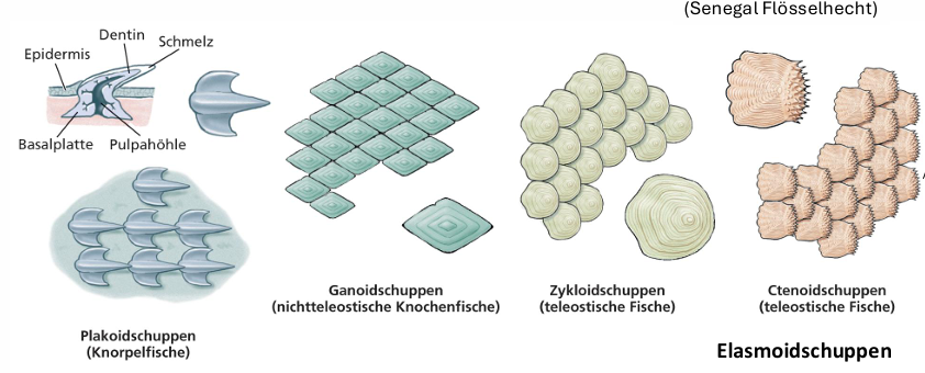<ul><li><p><span>Körper aus Kopf, Rumpf, Schwanz</span></p></li><li><p><span>Schuppenbildung: Reste des Hautskeletts früher Panzerfische -> Placoidschuppen</span></p></li><li><p><span>Hautzähne Bau: gebildet in Dermis, durchstoßen Epidermis, Odontoblasten bilden Kegel aus Dentin (Calciumphosphat), außen Hülle aus Schmelzschicht (Vitrodentin)</span></p><ul><li><p><span>Placoidschuppen: urrtümlich, rezent bei Chondrichthyes</span></p></li><li><p><span>Ganoidschuppen: alte Taxa der Actinoptergii, Knochenbasis (Dentin) + mehrere Lagen Ganoin (schmelzartig)</span></p></li><li><p><span>Elasmoidschuppen: dünne Knochenplatte, abgeleitet von Ganoidschuppe, Reduktion von Dentin und Ganoin, überlappend angeordnet, von Epidermis bedeckt</span></p><ul><li><p><span>Cycloidschuppen: Rund</span></p></li><li><p><span>Ctenoidschuppen: Kamm (bei Telostiern)</span></p></li></ul></li></ul></li></ul><p></p>