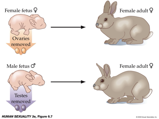 <ul><li><p><strong>Method:</strong> Removal of ovaries (females) or testes (males) in animal models.</p></li><li><p><strong>Observation:</strong></p><ul><li><p>Both groups show <strong>similar, non-male sexual behavior</strong>.</p></li><li><p>Males without testes <strong>do not exhibit mounting behavior</strong>.</p></li></ul></li><li><p><strong>Conclusion:</strong></p><ul><li><p>Sexual behavior is influenced by <strong>hormones (especially testosterone)</strong>, not just genetics.</p></li><li><p>Masculinization requires <strong>hormonal exposure</strong>, not simply male anatomy.</p></li></ul></li></ul><p></p>