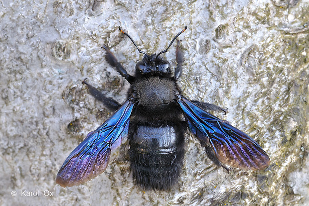 <p>rad:</p><p>druh:</p>