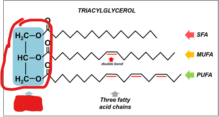 <p>what makes up a glycerol backbone </p>