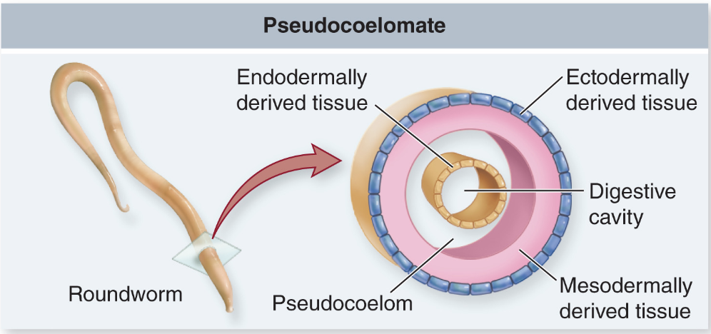<p>Body Cavity: Pseudocoelomate</p>