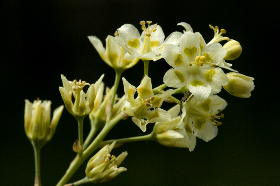 <p>Mountain deathcamus </p><p>Melanthiaceae </p><p>Bulb root, lily relative, parallel venation, flower parts in 3s </p><p>poisonous </p>