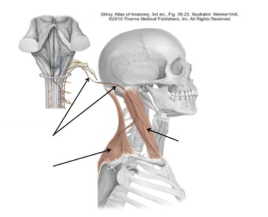 <p>Identify + describe the nerve </p>