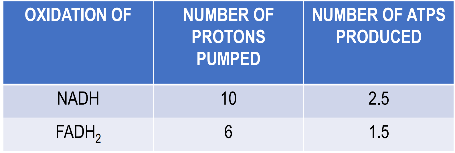 <p>How many ATPs are synthesised when NADH and FADH2 are oxidised?</p>