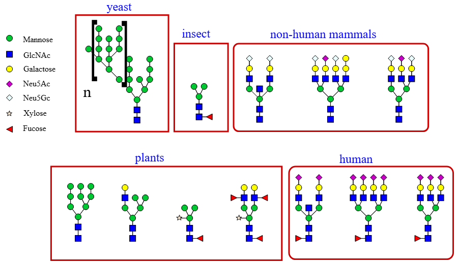 <p>Glycosylation</p>