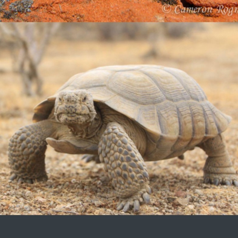 <p>name this animal</p>