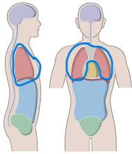 <p>cavity containing heart and lungs</p>